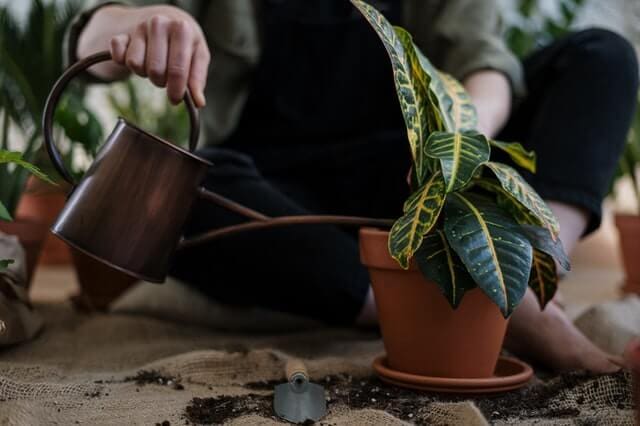 A woman carefully waters a potted plant, ensuring its growth and vitality.